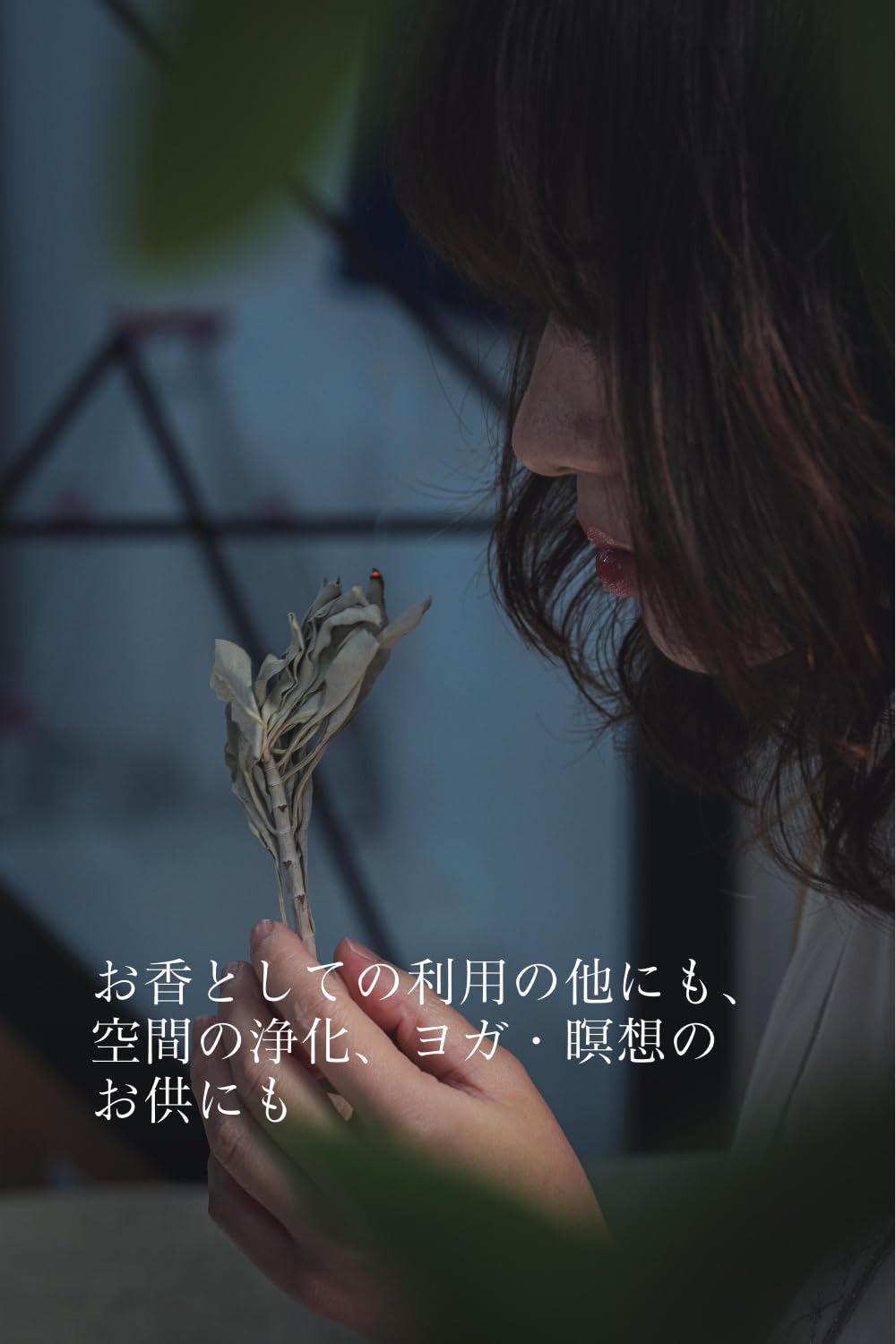 Amazon.co.jp: #Divina ホワイトセージ 無農薬 カルフォルニア産 white