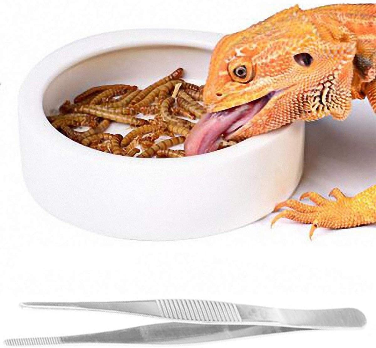 Bird Feeder Bowl Food and Water Holder Feeder -M