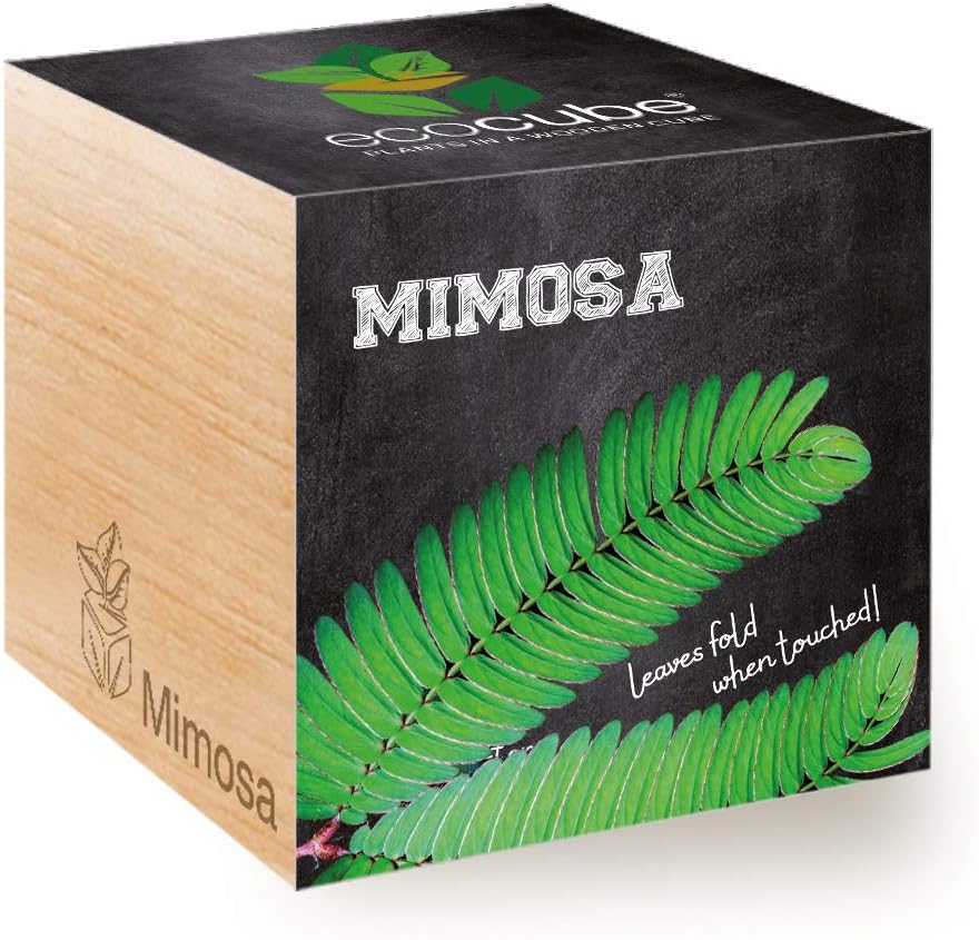 Feel Green ecocube Mimosa