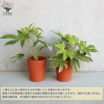 Amazon.co.jp: ヤツデ 斑入り(ツムギシボリ) 4号鉢 2個セット
