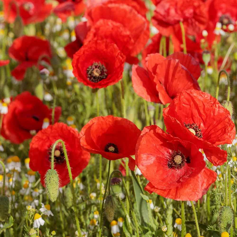 SRI SAI FORESTRY Poppy Flower Seeds | 100 Seeds | Stunning Bright Red Flower Seed (B08214ZMKX) Amazon Price History, Amazon Price Tracker