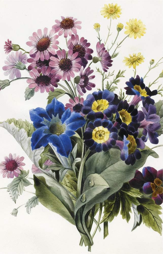 Fitzwilliam Museum Auriculas Flower Collection Blank Notecard Pack University of Cambridge (2 Each of 5 Designs) - Image 5