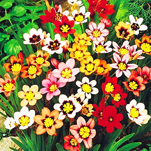 15 x Sparaxis Mixed Bulbs – Flowering Spring to Summer Perennials – Mixed Vibrant Colors – Bright & Cheerful Blooms – for Your Beautiful Garden