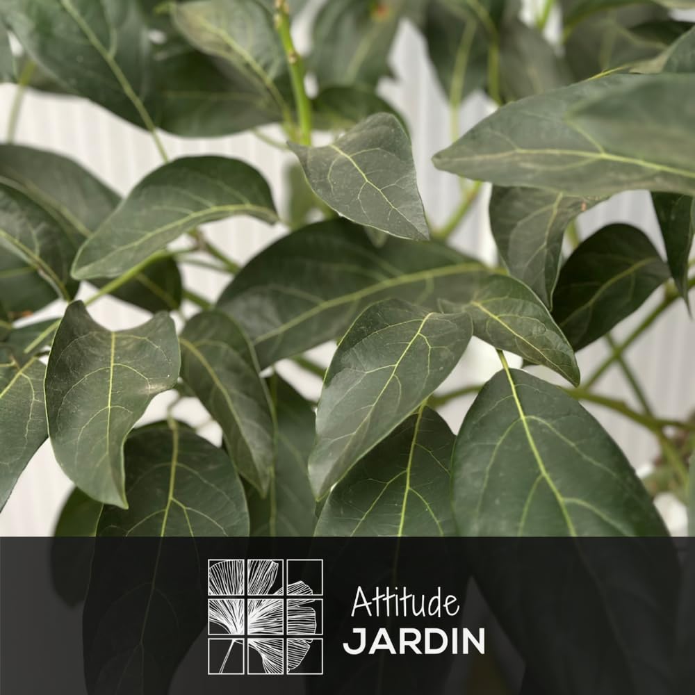Attitude Jardin - Avocatier - hass - persea americana - arbre fruitier - 90-100 cm - ⌀ 22 cm