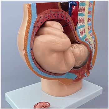 人体模型 解剖モデル　女性骨盤胎児モデル妊娠 9 ヶ月胎児 Amazon.co.jp: 人体模型 人間の女性の骨盤セクション妊娠解剖モデル9