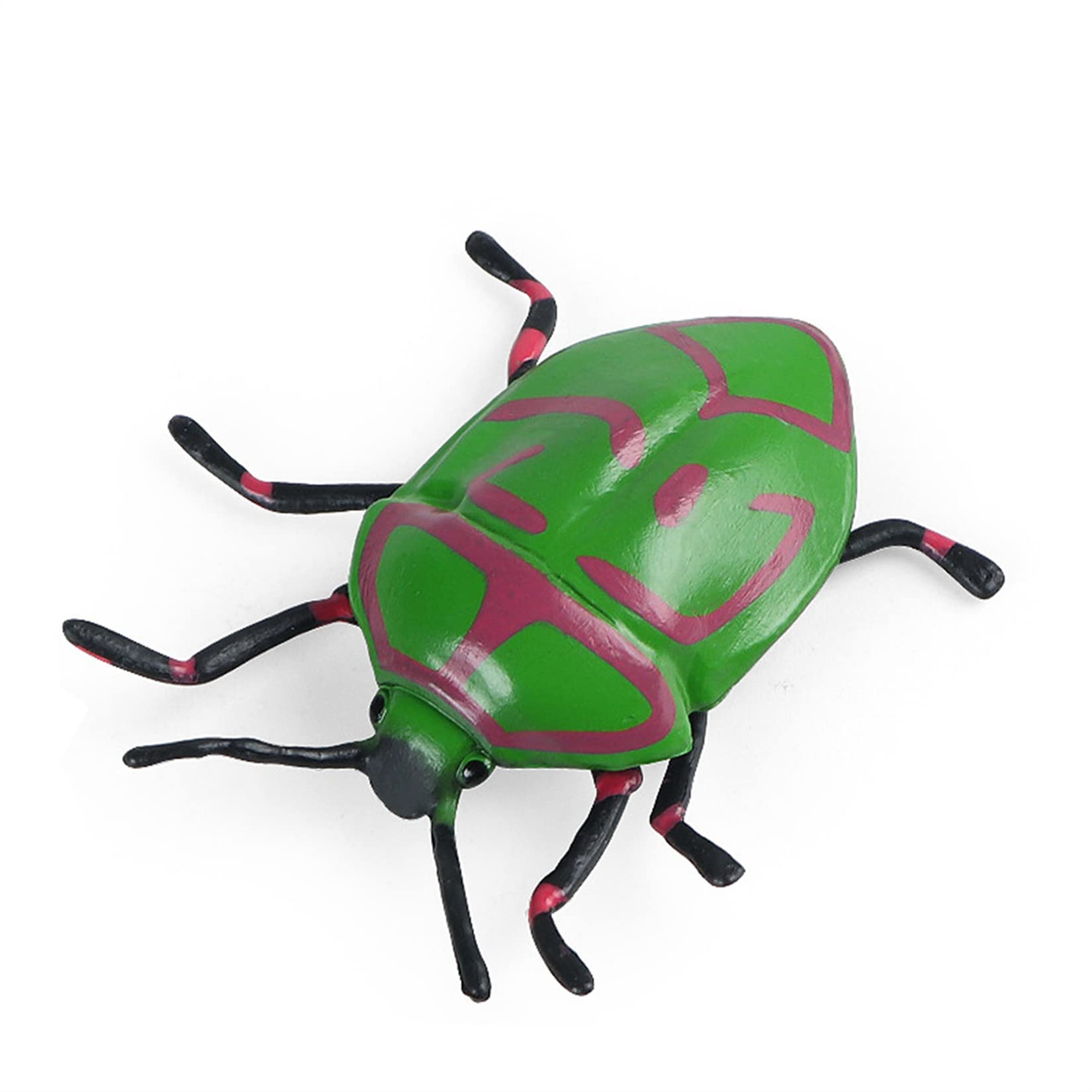 Amazon | MAIBED キンカメムシ 昆虫綱 カメムシ目 キンカメムシ