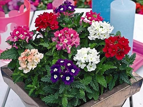 Miniatura 4 de 100pcs Semillas Verbena Drawf Mix Flor Anual Jardín Flores para Plantar No GMO