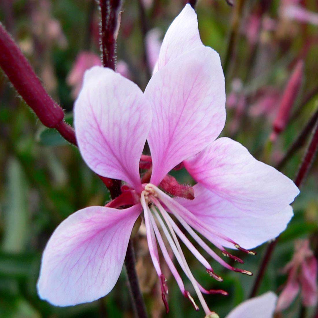 6 x Gaura lindheimeri 'Cherry Brandy' - Godet 9x9 cm, Fleurs Roses Foncées, Élégante et Gracieuse