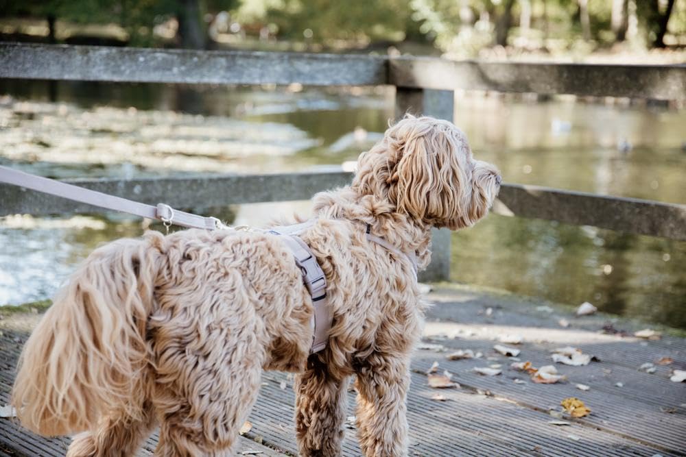 Correa para Perros Kentucky Velvet 200 cm