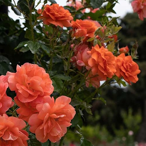Heirloom Roses Rose Bush - Above All Planta de rosa naranja viva para plantar en exteriores