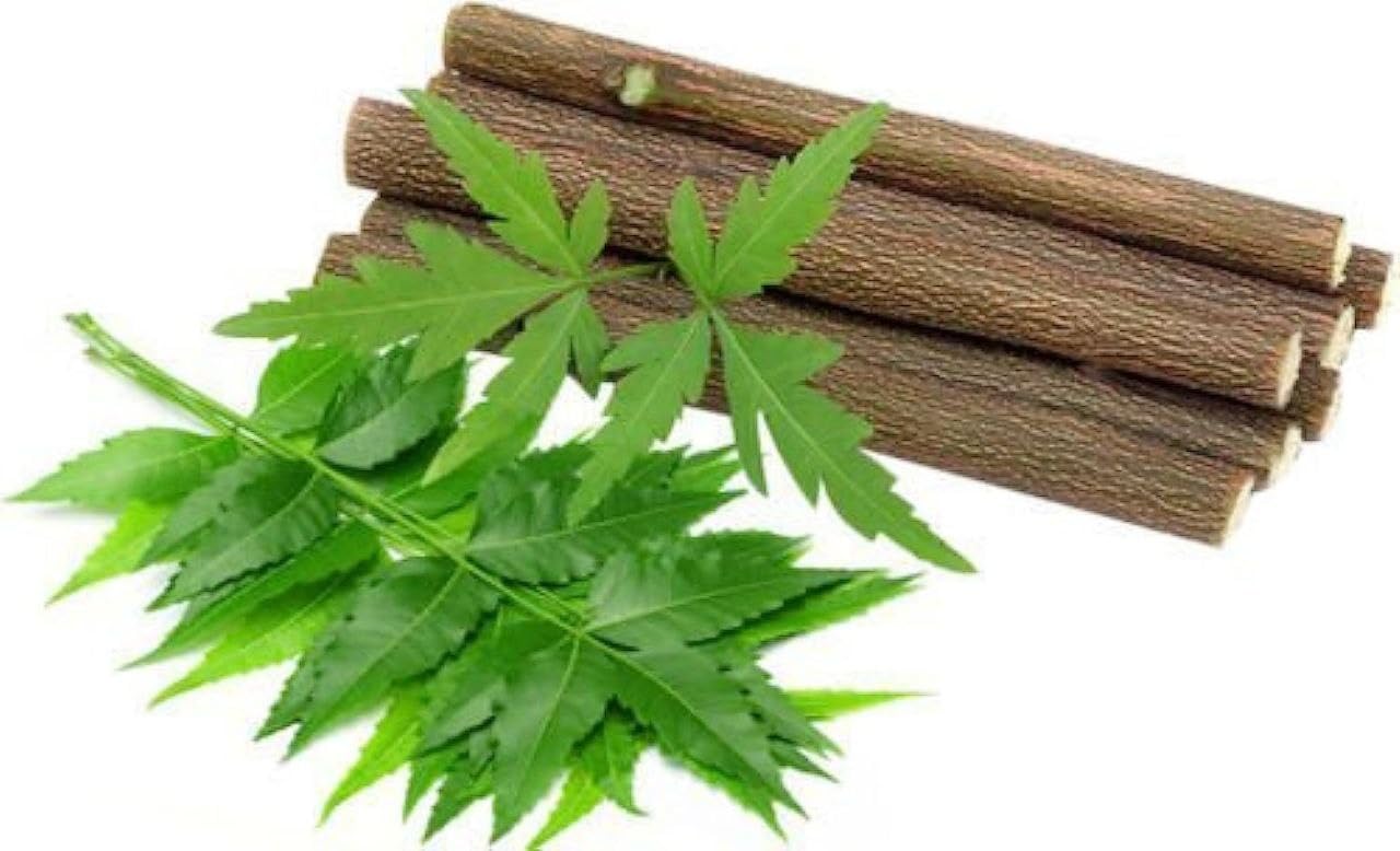 Neem Healthy Stick Herbal Dental Chew Stick for Gum Massage and Teeth Cleaning, Fresh Neem Twig 6-8 Inch (20 Healthy Stick)-image-46