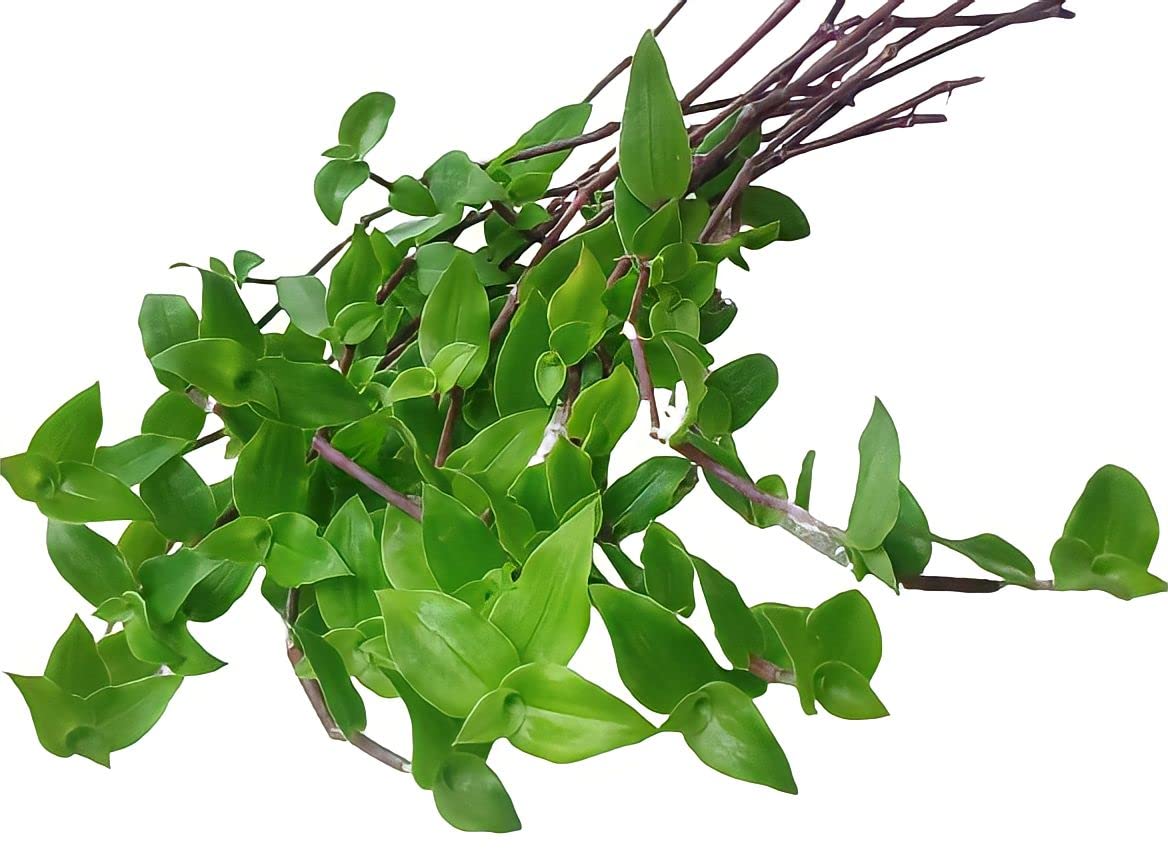 PrezzieBush TURTLE VINE LIVE PLANT (WITH OUT BASKET) (B0BGSQ4WXR) Amazon Price History, Amazon Price Tracker