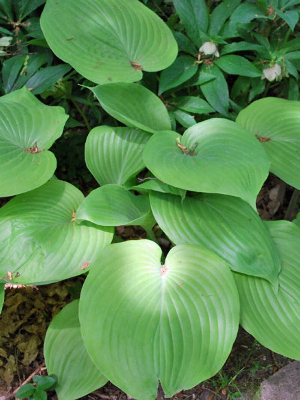 Perennial Farm Marketplace Hosta x 'Sum and Substance' (Plantain Lily) Perennial, Size-#1 Container, Chartreuse-Green Leaves with Pale Lavender Flowers