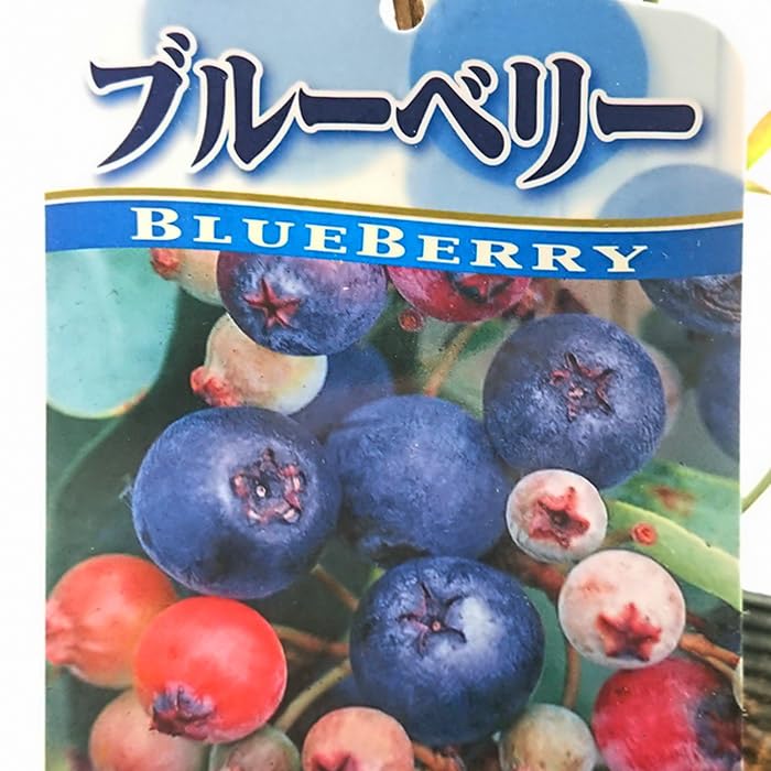Amazon.co.jp: ラビットアイ系 タカヘ 暖地に適した ブルーベリー 苗木