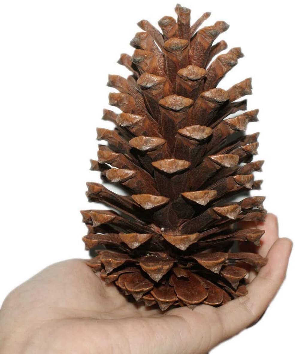 Aoopoo Brown 10Pcs Christmas Pine Cones Pendant - Rustic Natural Ornaments For Christmas Decoration - Large Natural Pinecones