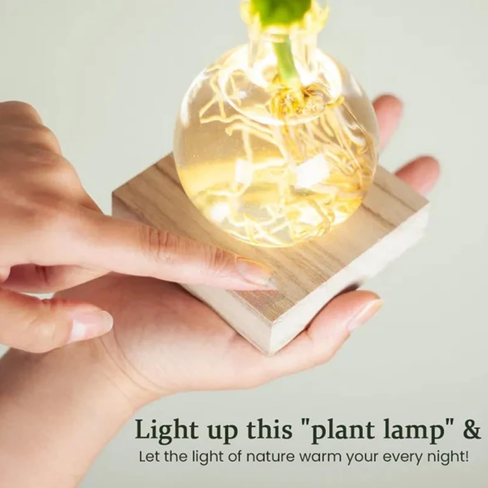 Vases hydroponiques décoratifs en Verre mettant en Valeur la Croissance des Racines grâce à des illuminations et offrant des atmosphères de lumière à l ' intérieur