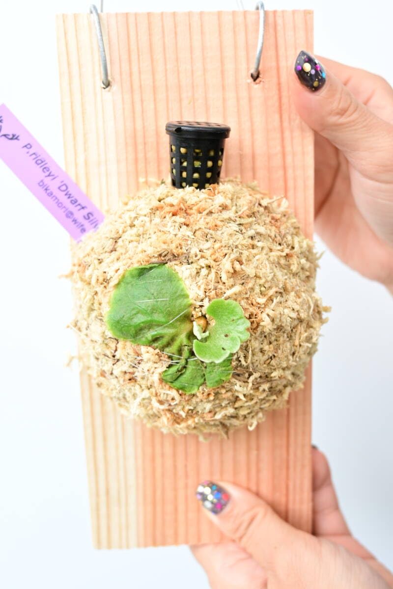 Amazon.co.jp: P.ridleyi 'Dwarf Silvery' spored② @ビカ森wife