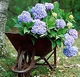 Garten Schlüter