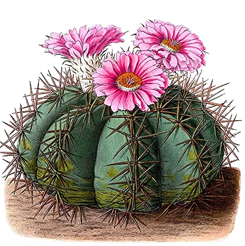 Leejoy 5D Diamond Painting Complet FleurDiamant Peinture Kits Point De Croix Broderie Cactus Craft pour Salon Chambre Home Décoration Autocollant Murale 35x35 cm Cover