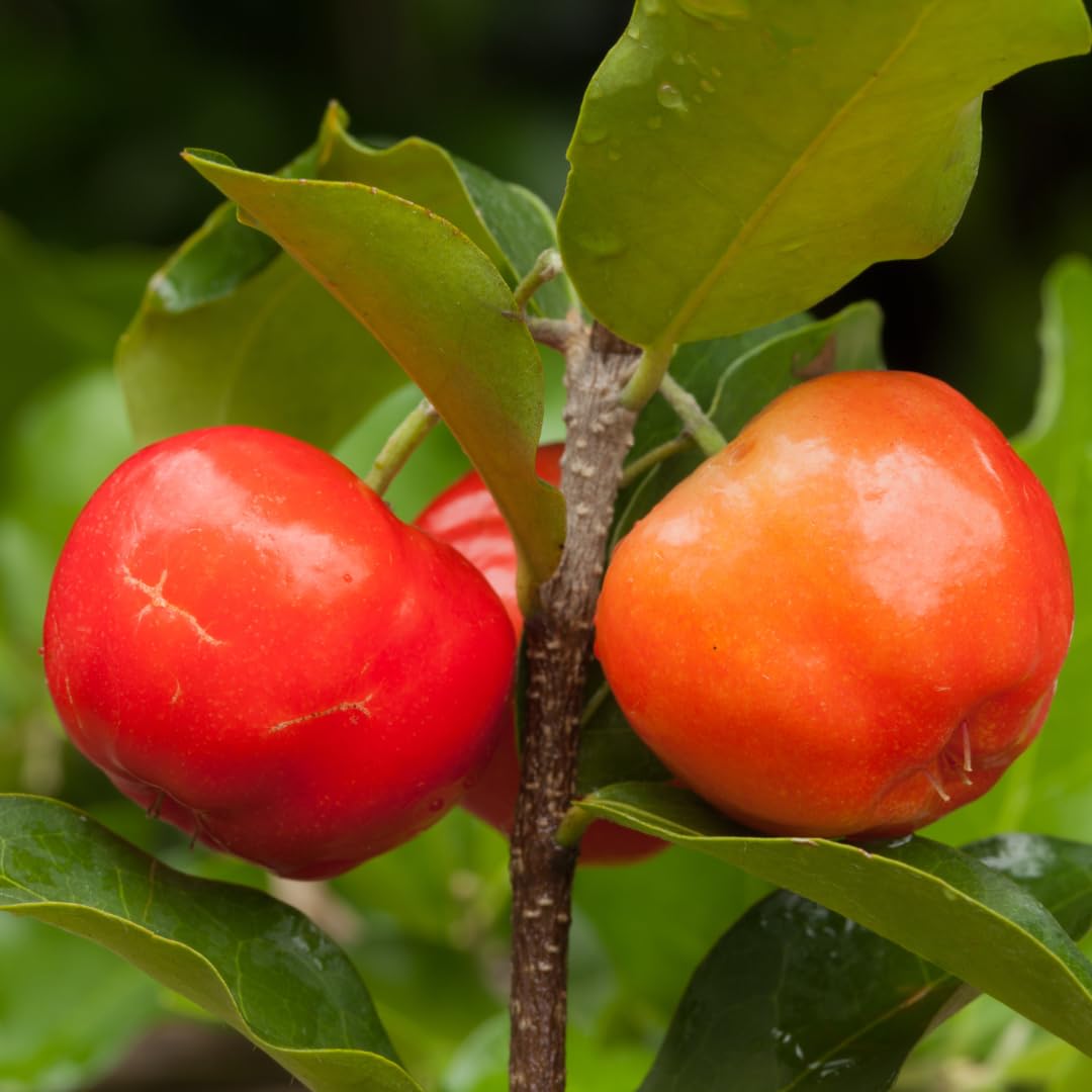 Rare Barbados Cherry (" Red " Malpighia emarginata, Layering) Exotic 1 Live Fruit Plant