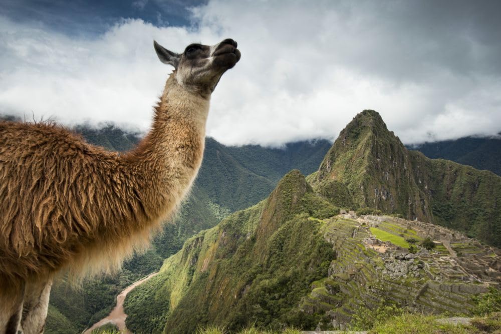 Lama (Lama glama) stoi na górze z widokiem na Machu Picchu; plakat z Peru autorstwa Michaela Melforda (17 x 11)