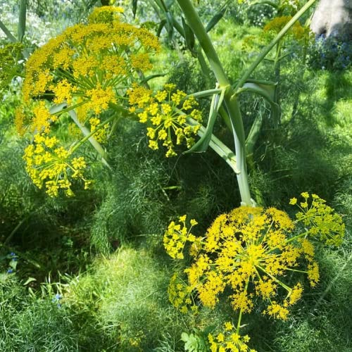 Chuxay Garden 100 Seeds Fennel,Foeniculum Vulgare,Florence Fennel, Finocchio Yellow Flowering Plant Hardy Perennial Herb Edible Vegetable Great For Salad #TOP29