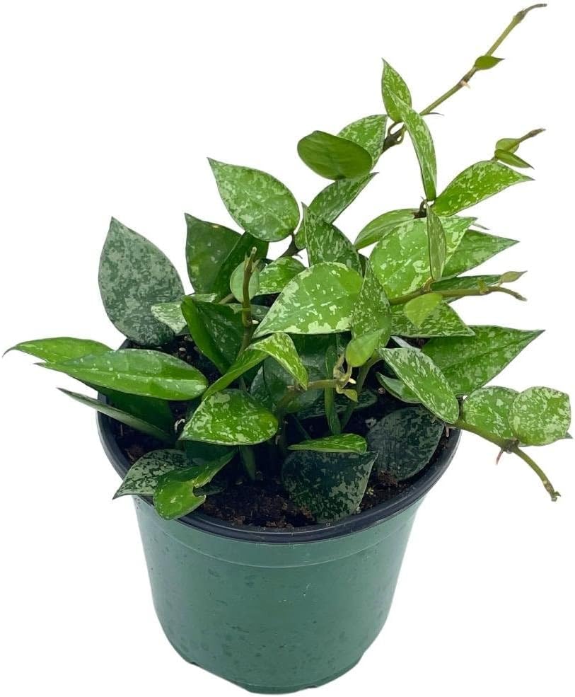 BubbleBlooms Hoya Krohniana in a 4 inch Pot Silver Splash Variegated, Rare Hoya