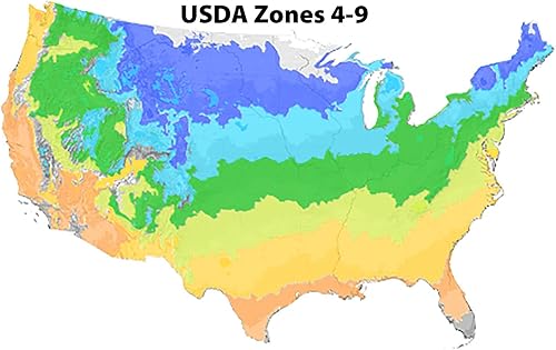 Miniatura 6 de The Original Endless Summer Hydrangea - 3 galones - Flores de rosa a azul - Arbusto caducifolio - Zonas de resistencia 4-9 - Hydrangea macrophylla