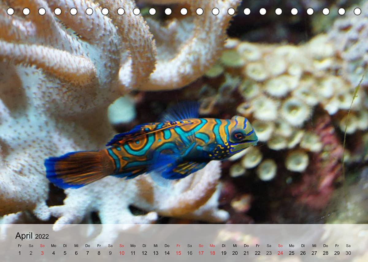 Die Welt der Riffe. Seesterne, Korallen, Anemonen (Tischkalender 2022 DIN A5 quer): Die erstaunlichen Gärten und Blütenformen der Meere (Monatskalender, 14 Seiten ) (CALVENDO Tiere)