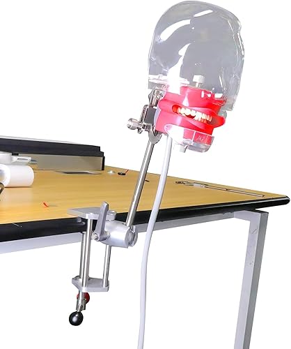 Miniatura 3 de Modelo de cabeza simple de EE. UU. Simulador dental Manikin Phantom con dientes Modelo de cabeza fantasma dental con soporte de banco para