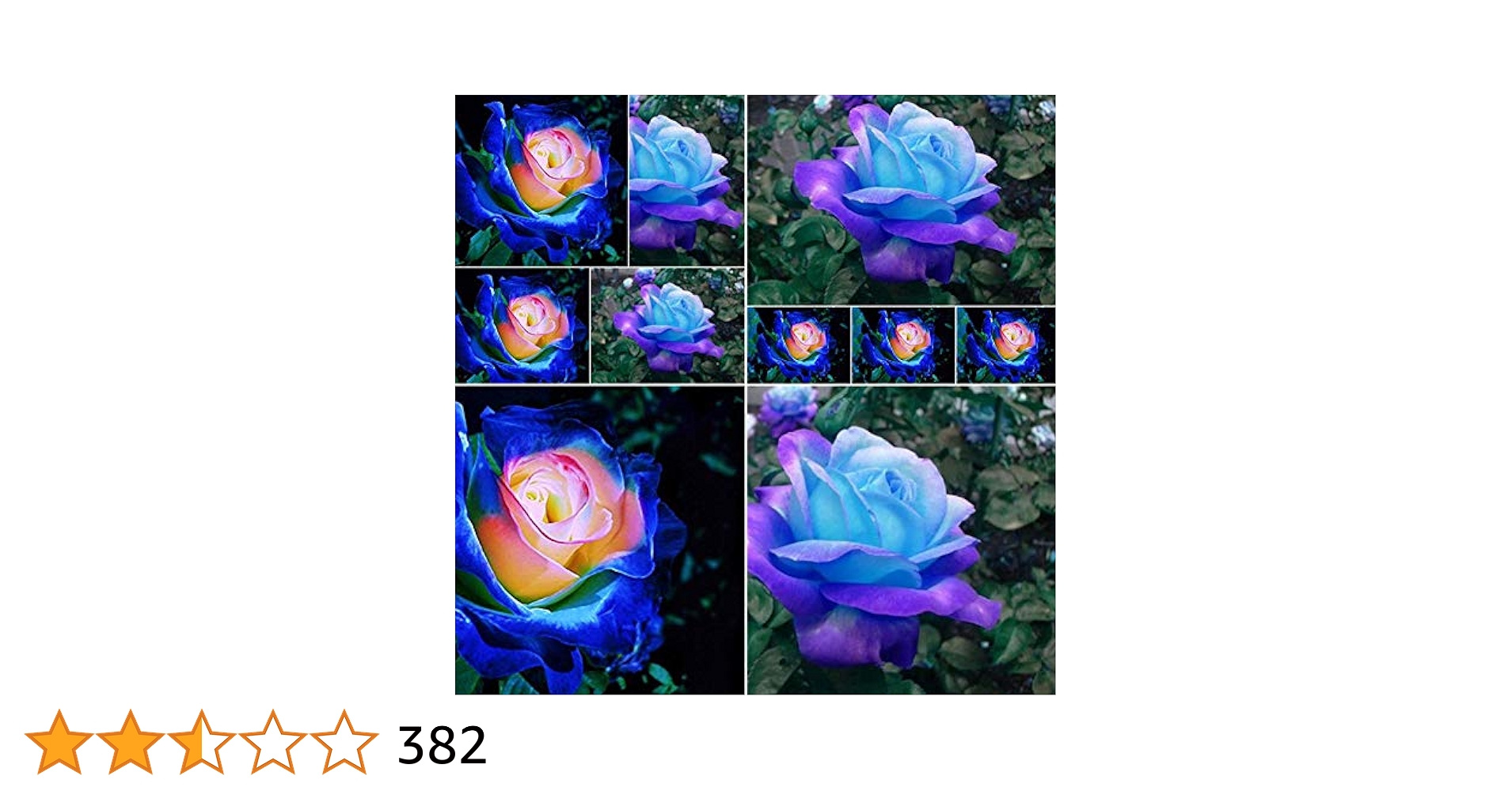 Potato001 50 Pcs Rare Blue Pink Roses Plant Seeds Balcony
