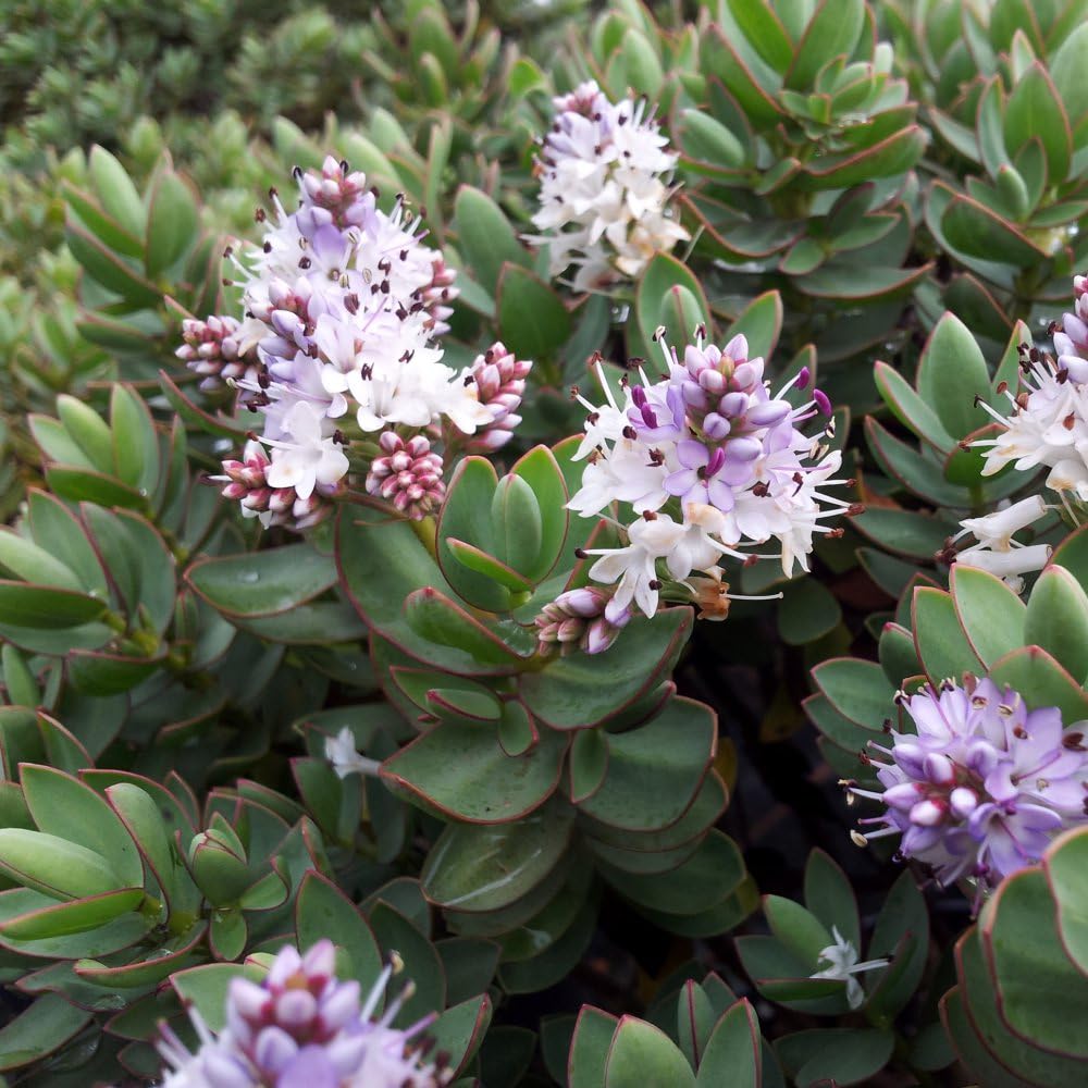 Hebe Red Edge โ Compact Evergreen Shrub with Grey-Green Foliage & Lilac Flowers โ Low Maintenance, Wildlife-Friendly Garden Plant for Borders & Containers, 2 x 2 Litre Pots by Thompson and Morgan