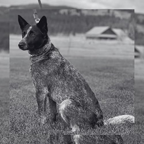 Miniatura 7 de Kimberland Collars Enlaces adicionales de acero inoxidable de 0.069 pulgadas  Collar no incluido  Complementos de puntas para collar Kimberland