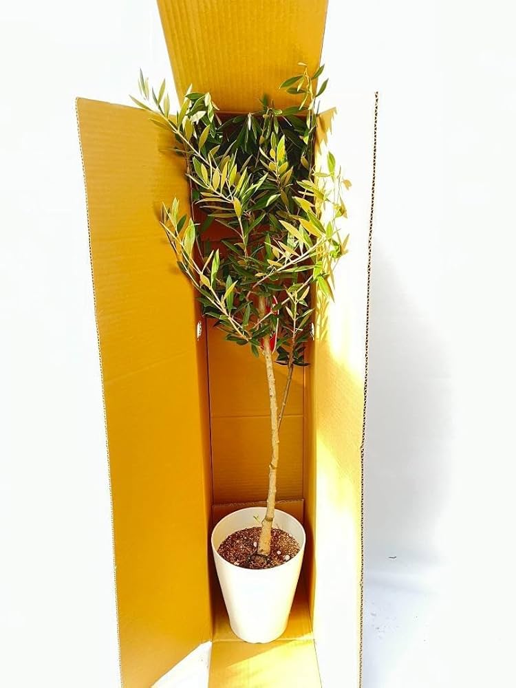 オリーブの木 アメリカン 6号 80cm NO.156 一点物 希少品種 観葉 Amazon.co.jp: オリーブの木 アメリカン 6号 80cm NO.156 一点物
