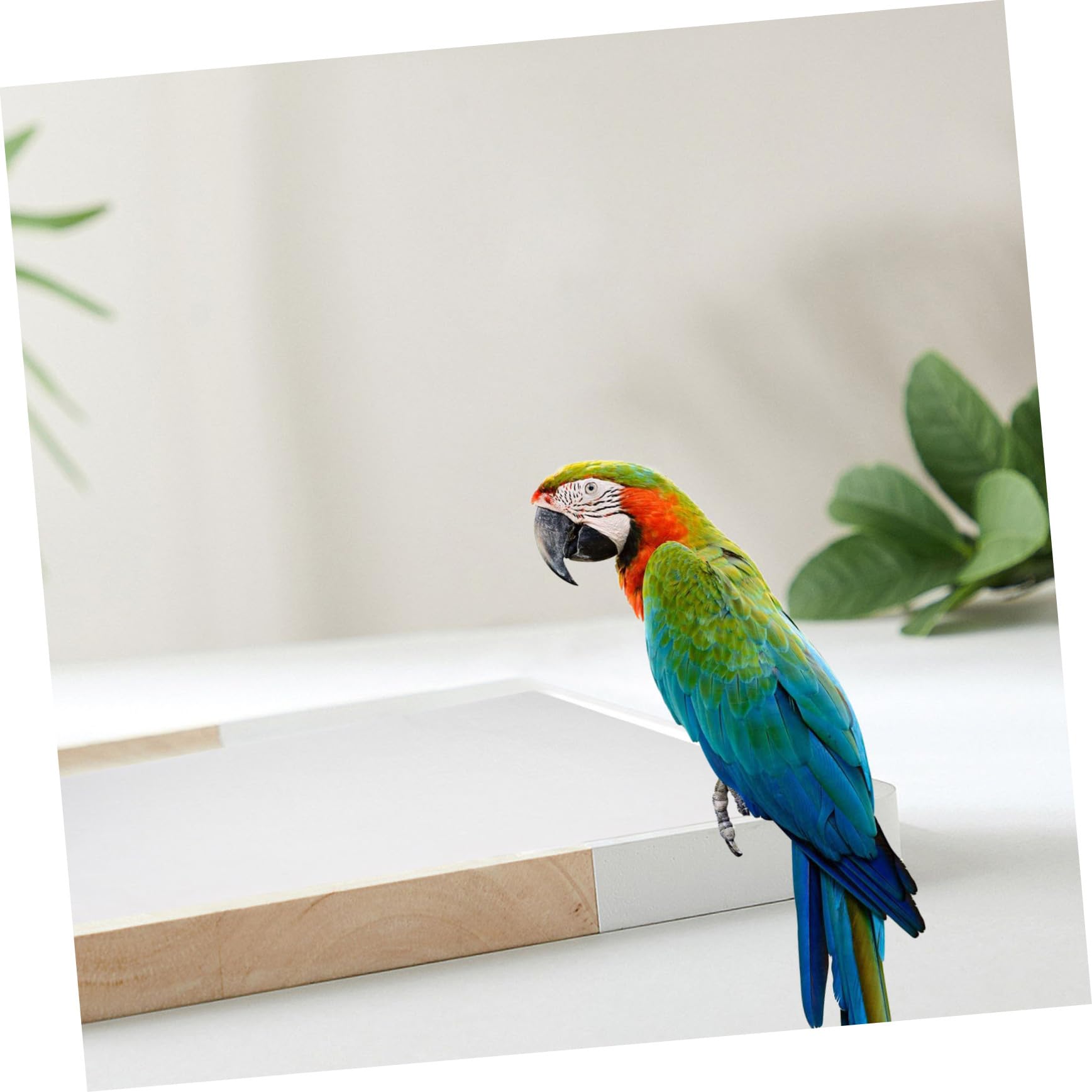 100 Pezzi Carta Naturale per Gabbie Uccelli Cuscino per Gabbia Pappagallo Tappetino Assorbente Senza Polvere Rivestimento Fondo Gabbia Sicuro per Uccelli