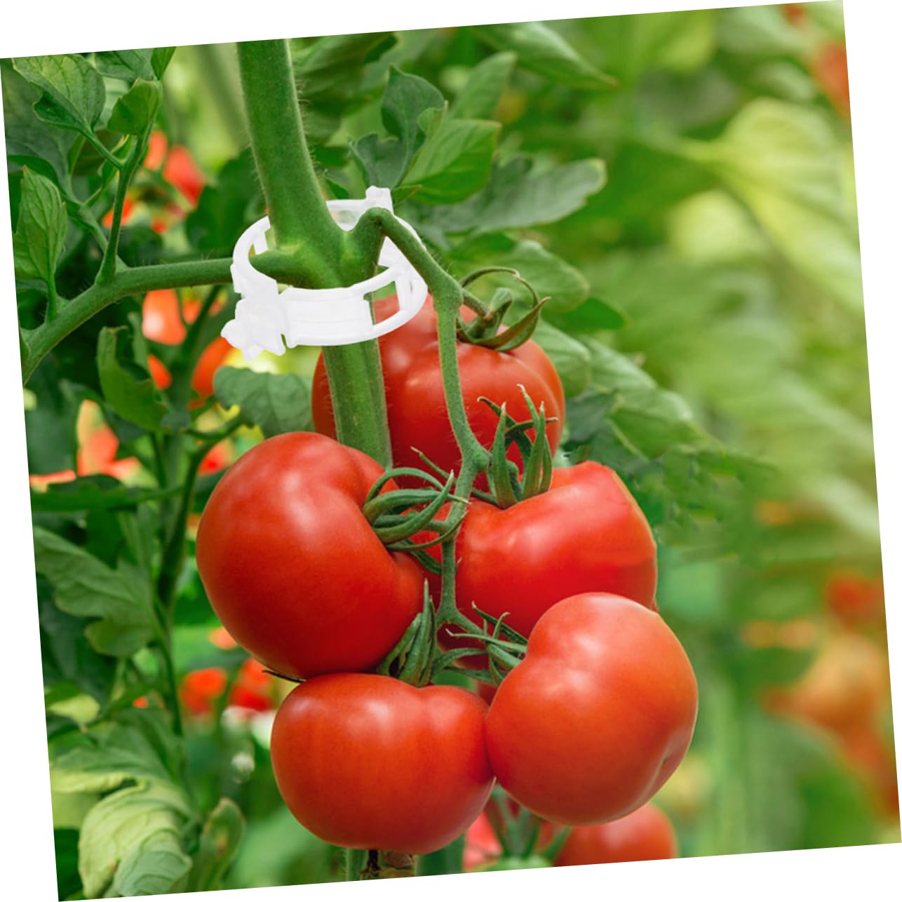 Clip Fermapomodoretti Per Piante Rampicanti - 200 Pezzi Riutilizzabili - Supporto Per Orto E Giardino - 3