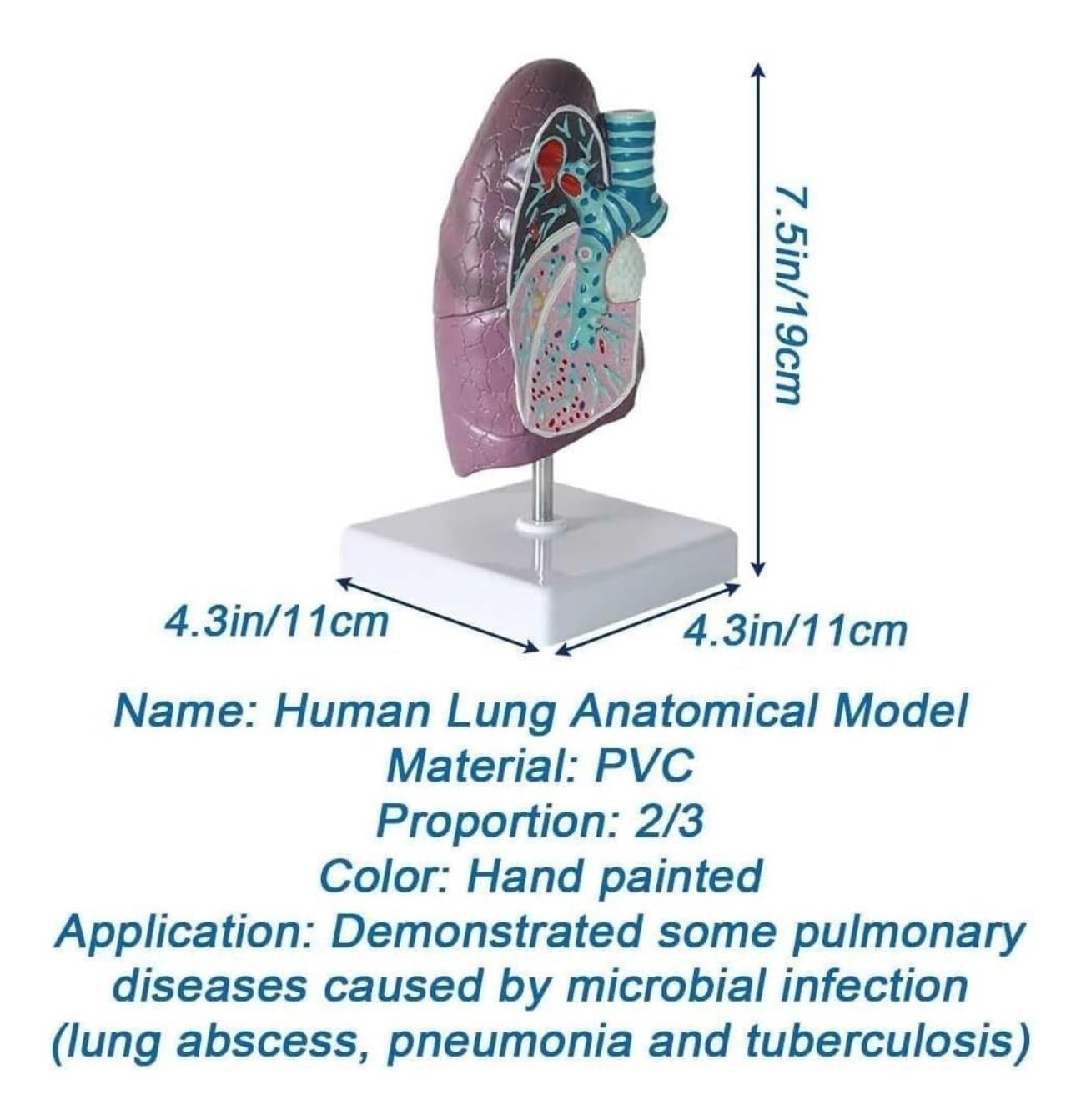 Scientifica Modello Esposizione Modello Di Anatomia Polmonare Umana Per Lo Studio E La Ricerca Della Scuola Medicina Per Comprendere Struttura Del Segmento Per Uso Educativo