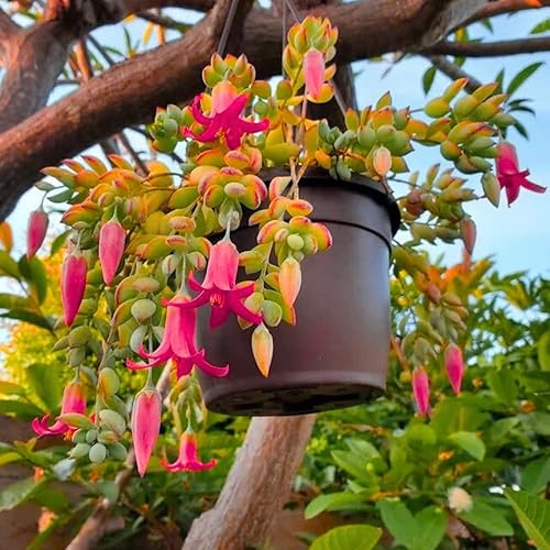 Miniatura 4 de Cotyledon Pendens - Planta viva suculenta en maceta de 2 pulgadas, planta suculenta rastrera, planta de interior rara para jardinería