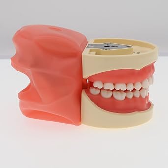 Dental Typodont Model Kilgore NISSIN 200 Removable 32Pcs Screw-in Teeth Model Simulated Cheek for Dental Students Practice Study Dentist Trainning Teeth Model (M-8012 & MP-1 KIT)