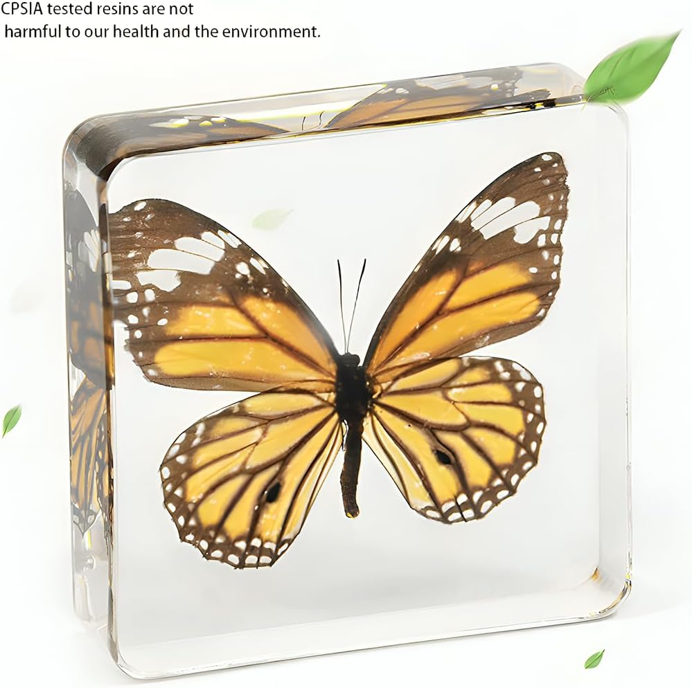 6 Pcs Real Butterfly Resin Specimen,Insect in Resin Collection,Butterfly Paperweight Assortment Framed Butterfly Taxidermy Display Science for Preschool,Classroom Science and Home Displays