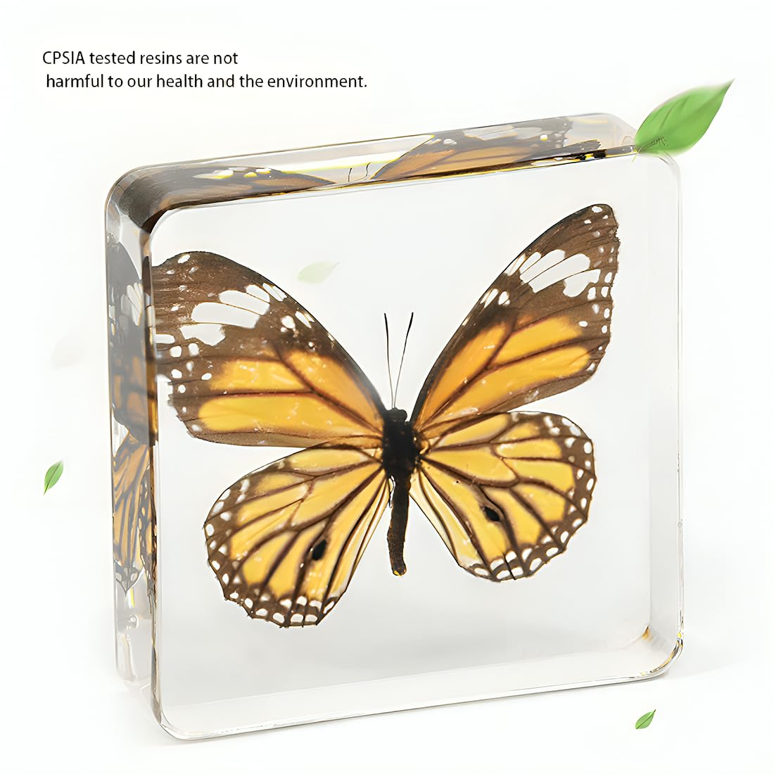6 Pcs Verdadero espécimen de Resina de Mariposa, Insecto en la colección de Resina, taxidermia Mariposa para Preescolar, la Ciencia en el Aula y el hogar Muestra