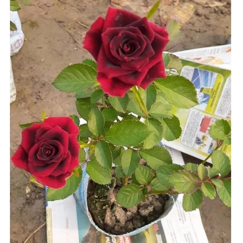 See full amazon price history chart for Rosa Red Rose Full Sun Exposure Flowers Plant, For Garden, All Season Real Live Dark Red Rose Live Plant Hybrid Include The Pot New With Pot 1.5-2 Ft Hight Rosa Red Rose Full Sun Exposure Flowers Plant, For Garden, All Season Real Live Dark Red Rose Live Plant Hybrid Include The Pot New With Pot 1.5-2 Ft Hight (B0CV1CGNGZ) Amazon Price History, Amazon Price Tracker