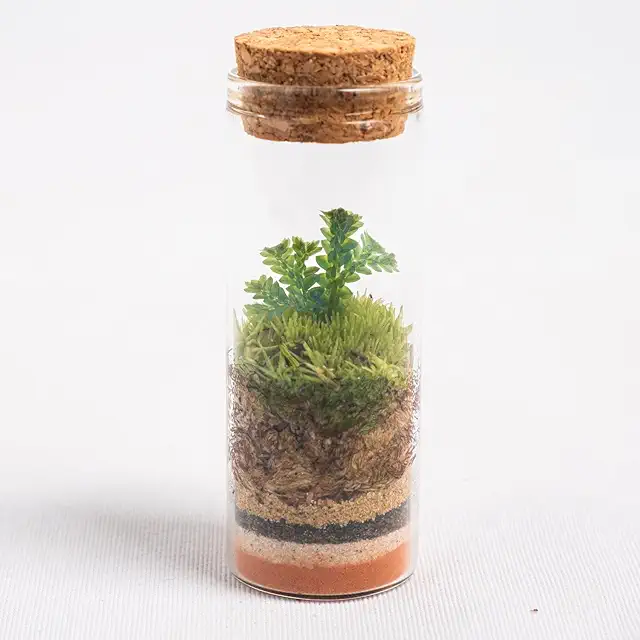 Terrario Ecosistema Cerrado con Plantas Naturales - Miniterra Selaginella