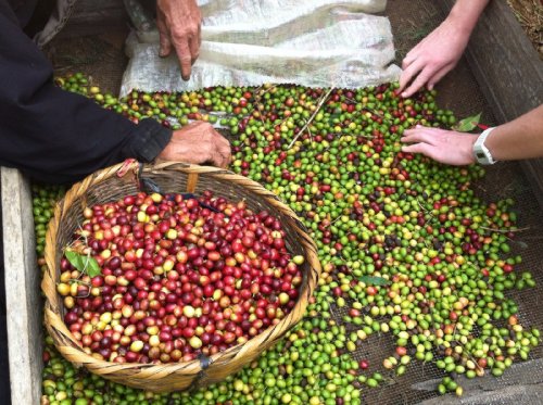 Costa Rica Shb Ep Tarrazu La Pastora Coffee Beans (Light Roast (City), 2.5 Pounds Whole Beans) #TOP2