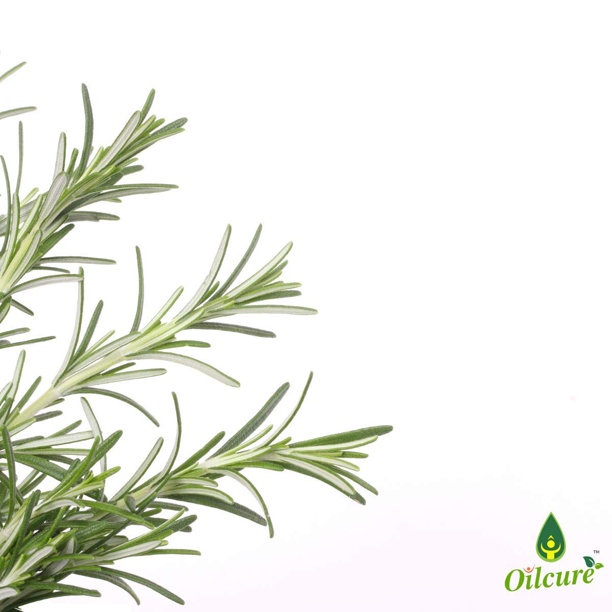 Rosemary and peppermint essential oil oicor combo | 30 mL each pack. Pure Non -specified Rosemary and peppermint essential oil oicor combo | 30 mL each pack. Pure Non -specified