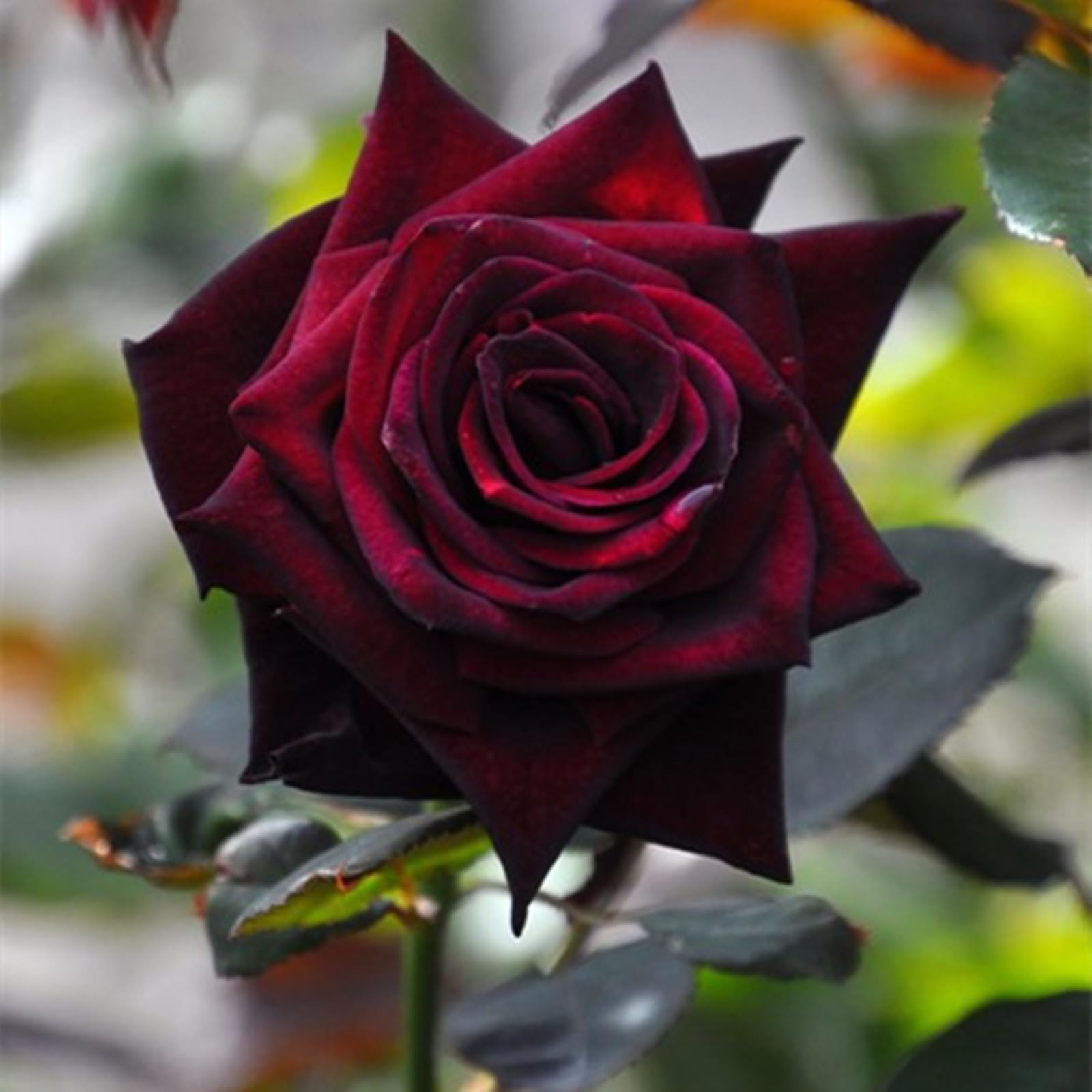 Gorgeous Rose Bulbs Mix UK,Flowering Rhizome,Iridescent,Excellent Display,Perennial,Hardy,Good for Containers,Balcony Garden Bulbs.-2bulbs-red