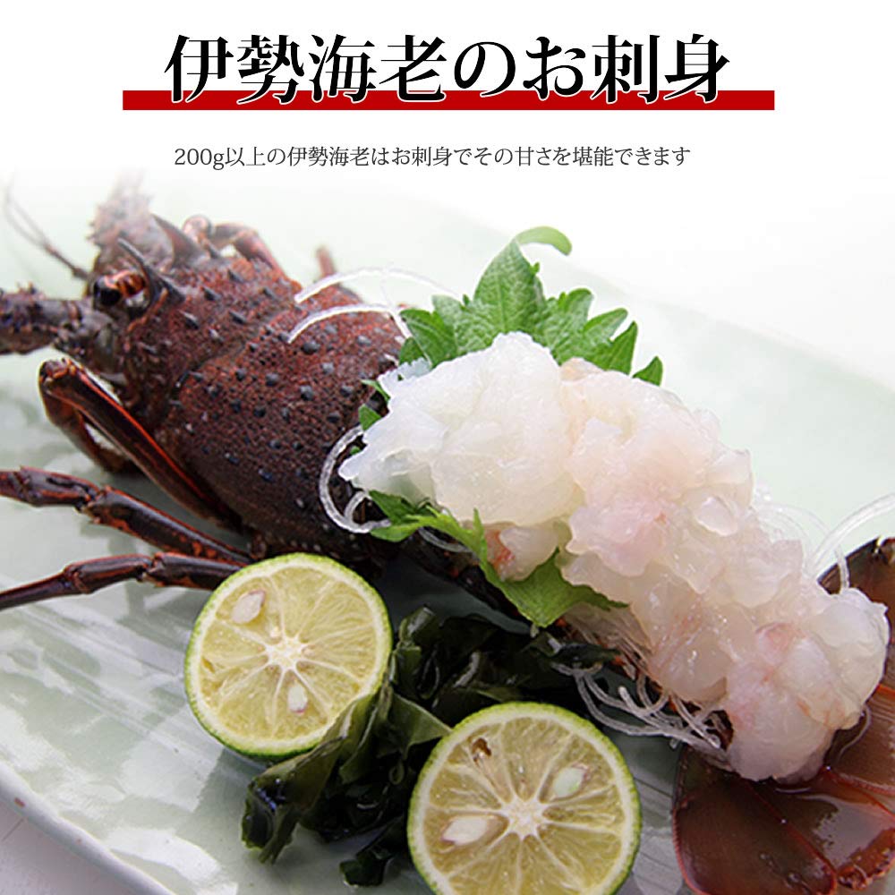 Amazon.co.jp: 活きたまま発送 活伊勢海老 （約500g×1尾） 2～3人前 