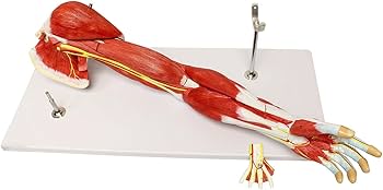 EVOTECH SCIENTIFIC 人体模型 筋肉付き腕モデル EVOTECH SCIENTIFIC 人体模型 筋肉付き腕モデル EVOTECH