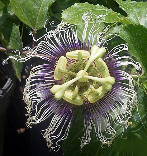 Possum Purple Edible Passion Vine Plant - Passiflora Edulis - Exotic! - 4" Pot #TOP1