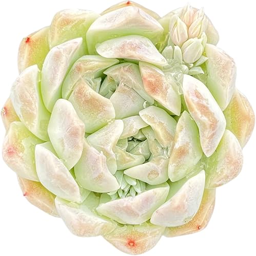 Miniatura 6 de Echeveria agavoides 'Lipstick', suculenta viva totalmente enraizada en maceta de inicio de 2 pulgadas con mezcla de tierra, planta de casa para